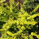 Спешиал Голд-4